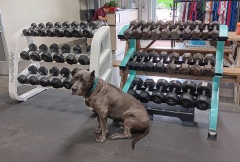 Assorted-Dumbbells